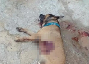 Homens matam cachorro a facadas na zona leste de Teresina